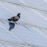Fotovoltaico e biodiversit�: lo studio cinese che allerta sugli uccelli